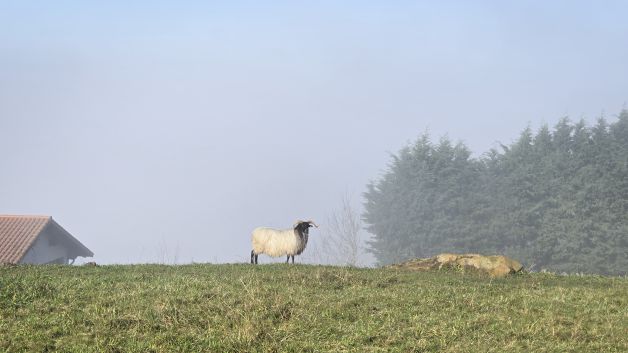 Invierno en Igeldo, mirando la hierba reluciente y lista para comer