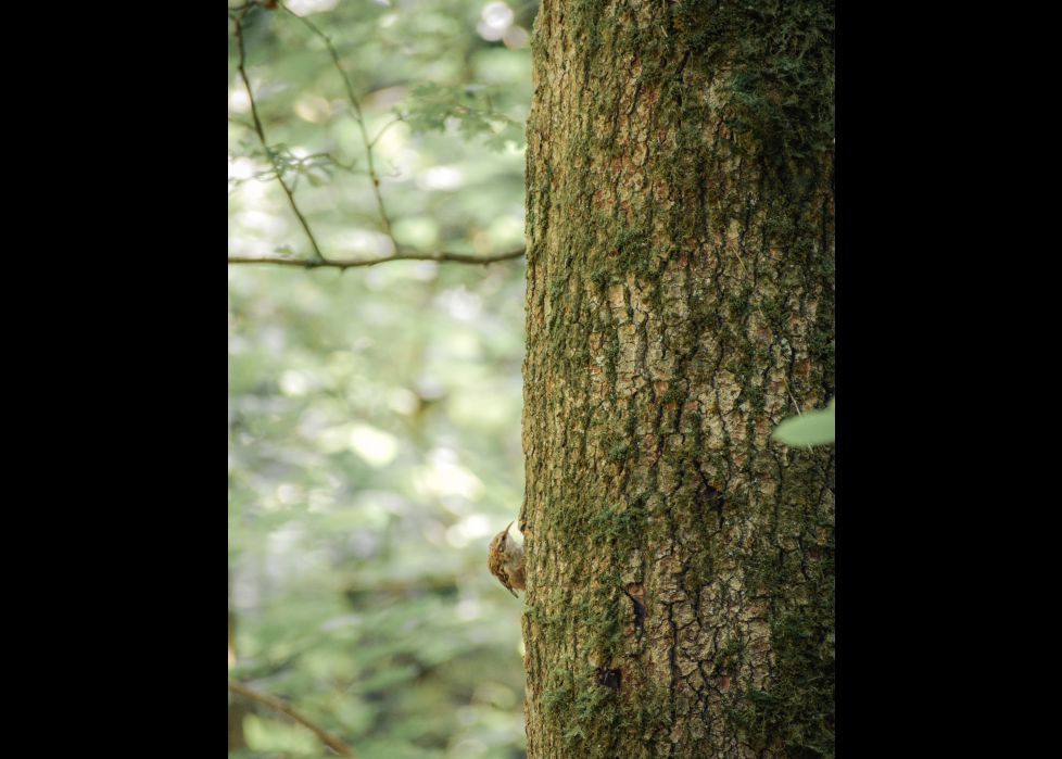 Invisible entre cortezas