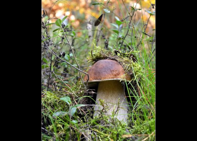 Jugando al escondite