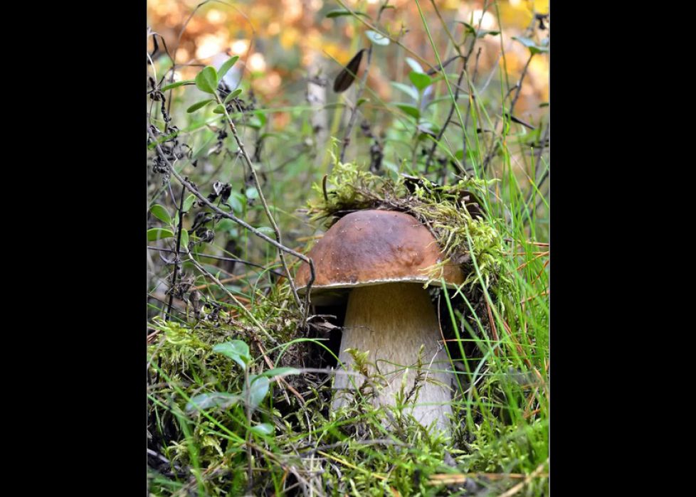 Jugando al escondite