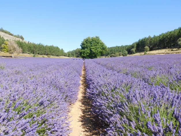 Lavanda entre bosques