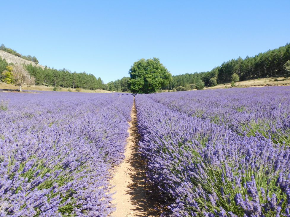 Lavanda entre bosques