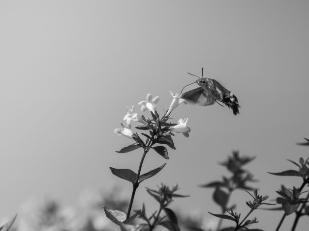 Macroglossum: Precisión en Vuelo