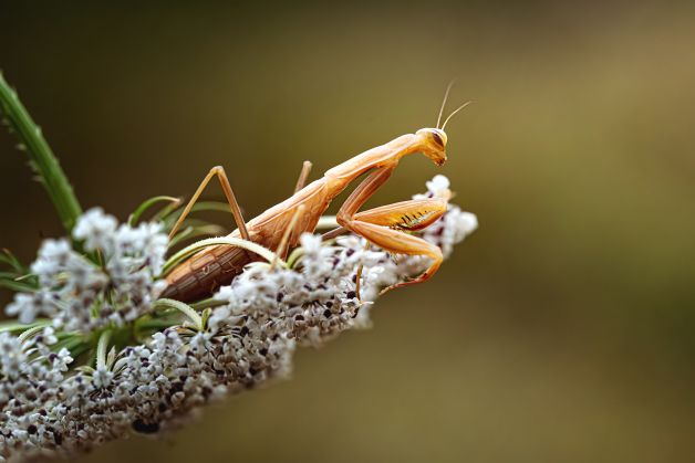 MANTIS RELIGIOSA