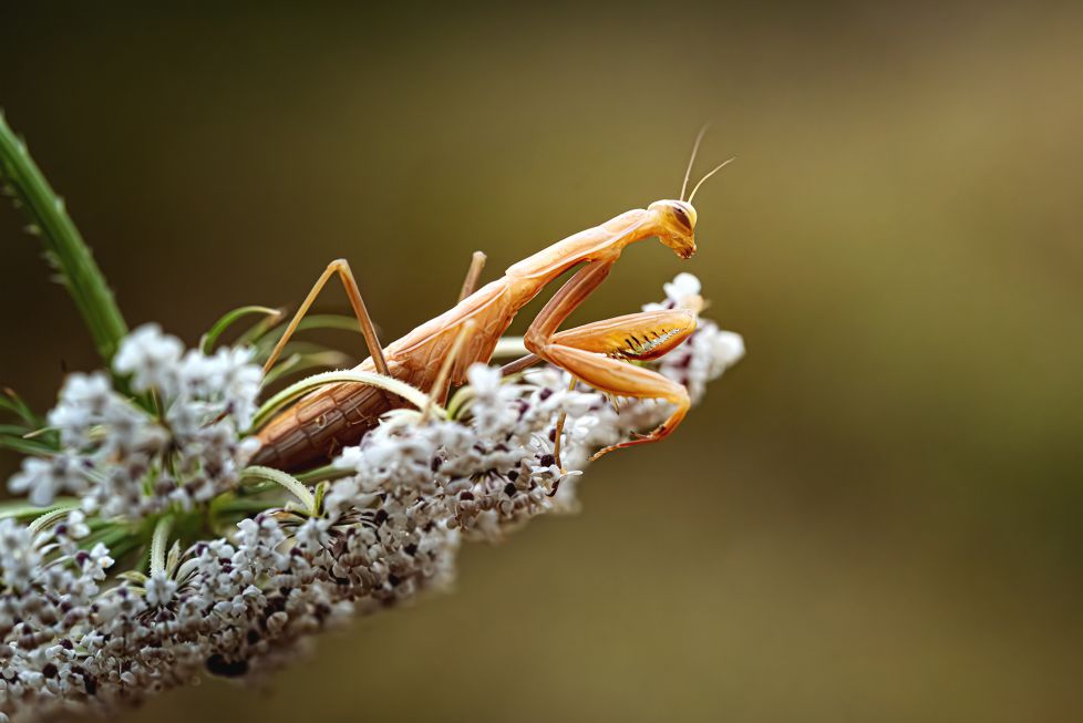 MANTIS RELIGIOSA