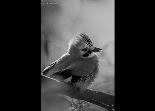 La Mirada del Silencio