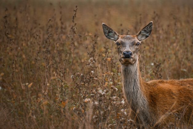Mirada Silvestre: El Alma del Bosque