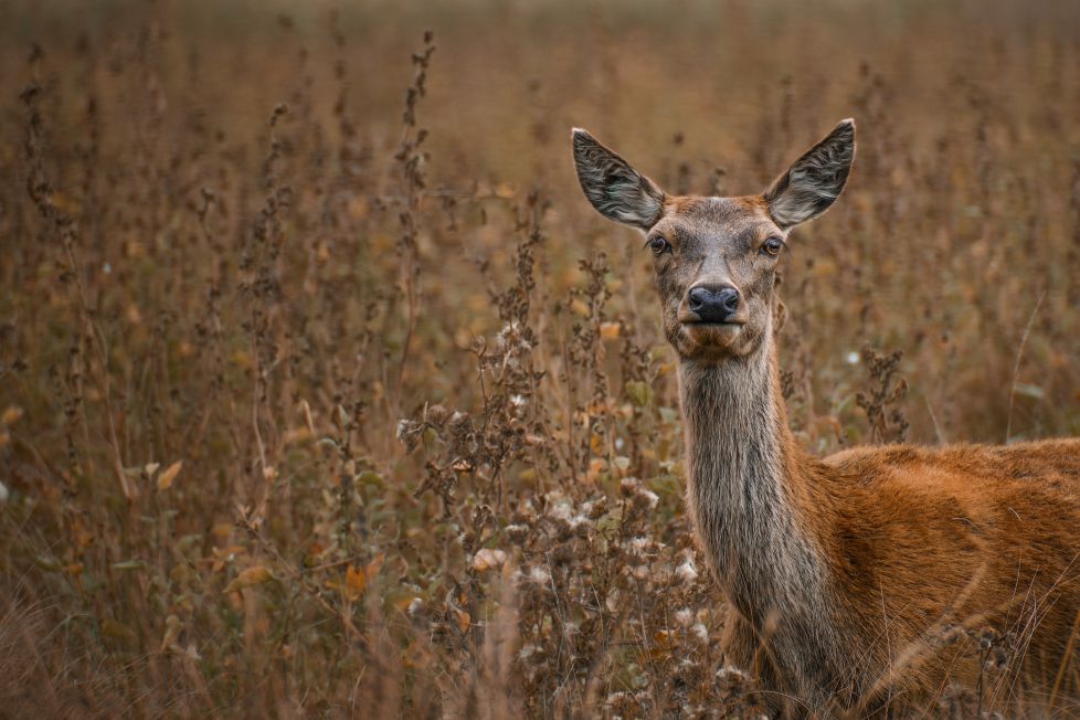 Mirada Silvestre: El Alma del Bosque