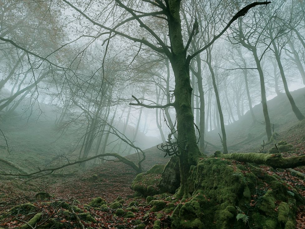 Misterio y silencio en el bosque encantado de Belate