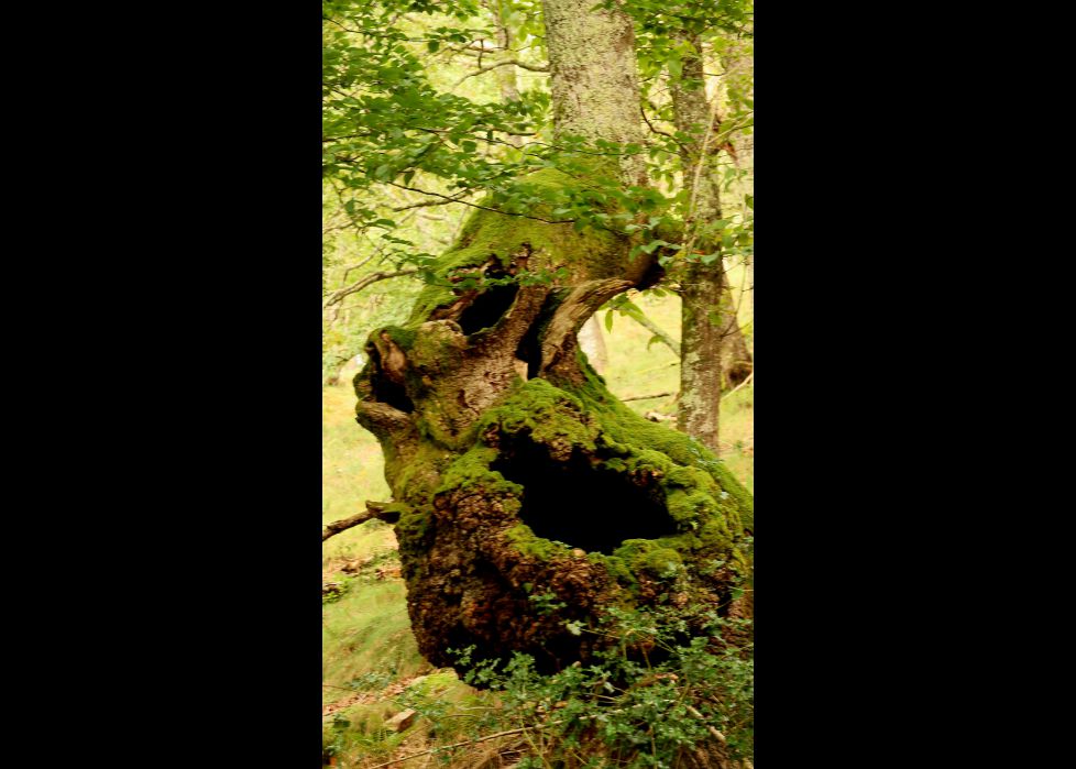 Naturaleza en estado puro