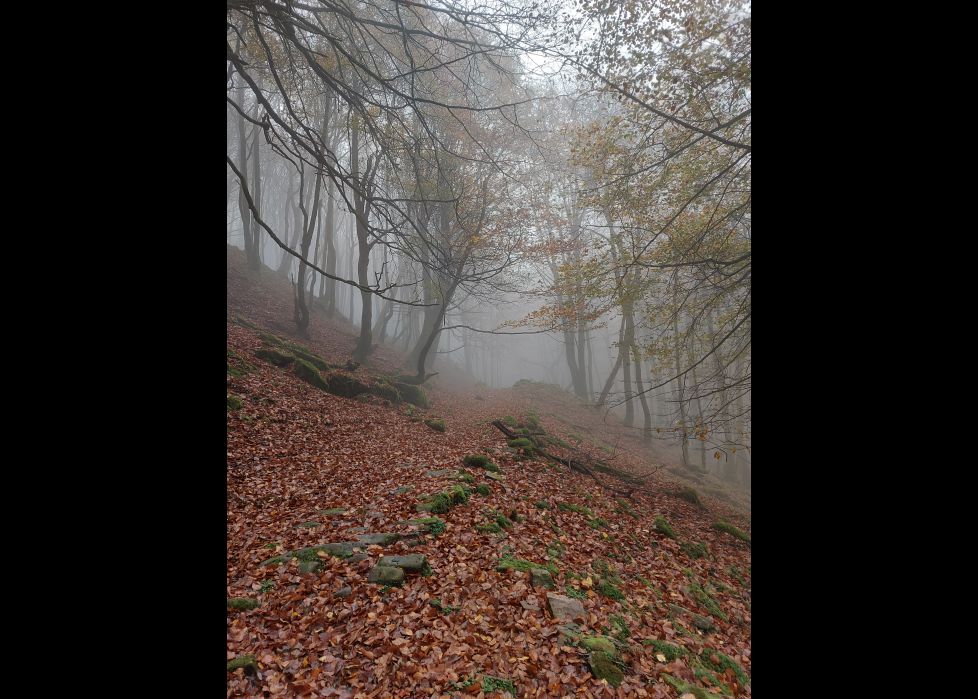 Niebla y raíces en el corazón de Belate