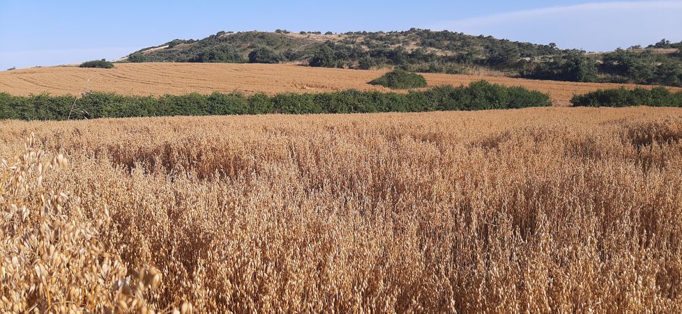 El paraíso de la avena.