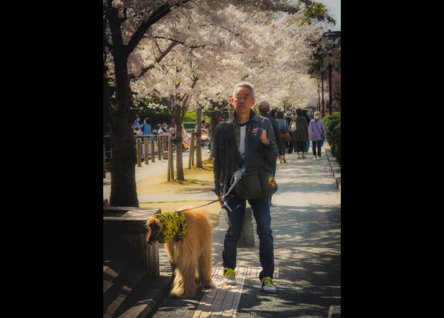 Paseando al perro durante la \"Sakura\" en Japón