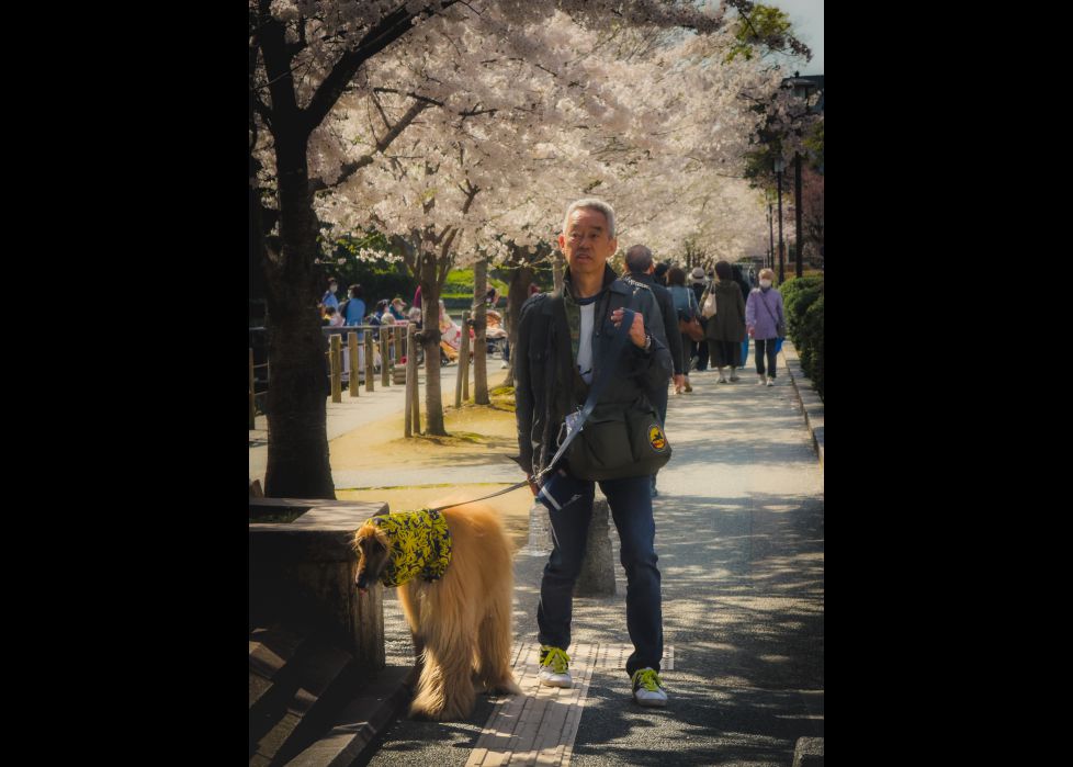 Paseando al perro durante la \"Sakura\" en Japón