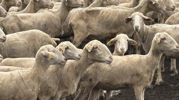 Pelo corto para el verano