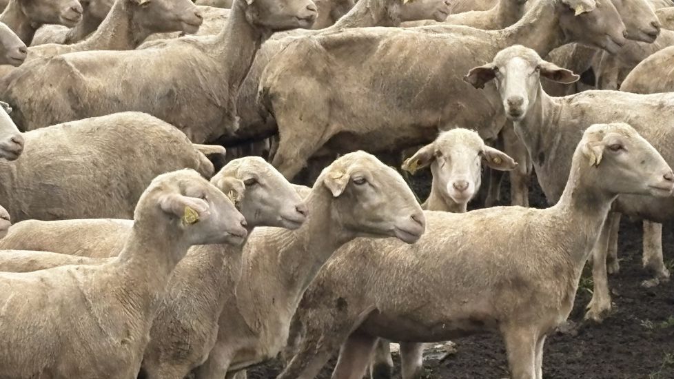 Pelo corto para el verano
