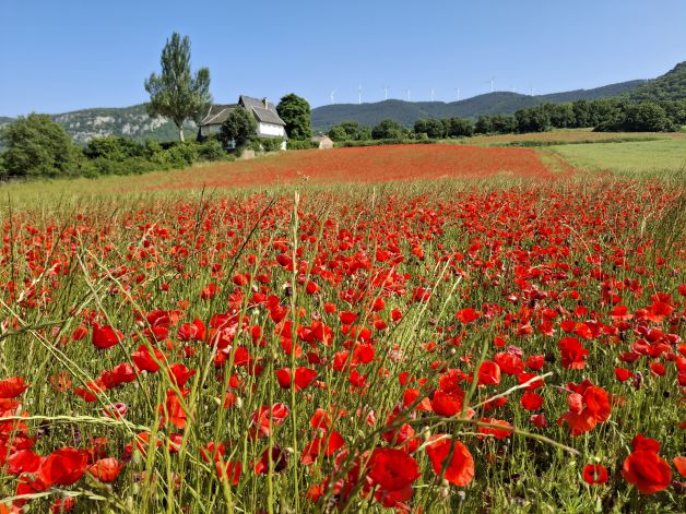 Praderas muy alegres en Navarra.
