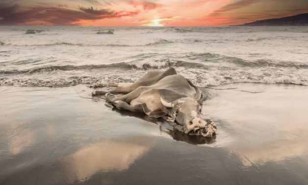 Lo que el mar nos trae 