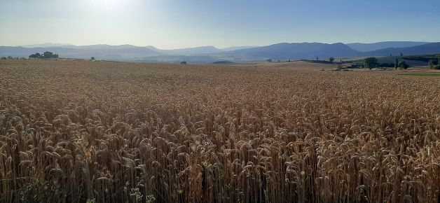 Quien vive en Treviño ya ve el mar aunque sea de trigales.