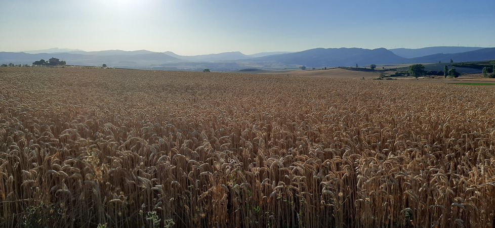 Quien vive en Treviño ya ve el mar aunque sea de trigales.