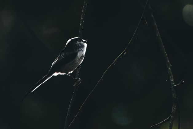 Silencio al borde de la sombra
