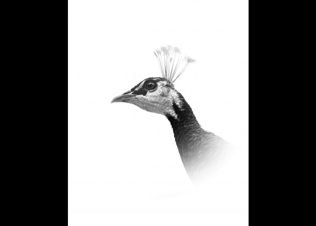 El susurro del plumaje en blanco y negro