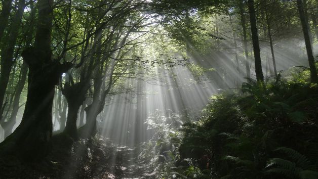 a traves de la niebla