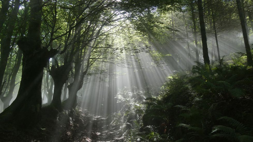 a traves de la niebla