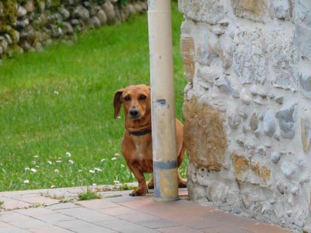 Vigilante de pacotilla.