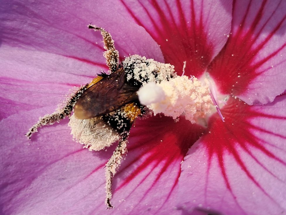 Abejorro en flor de hibisco