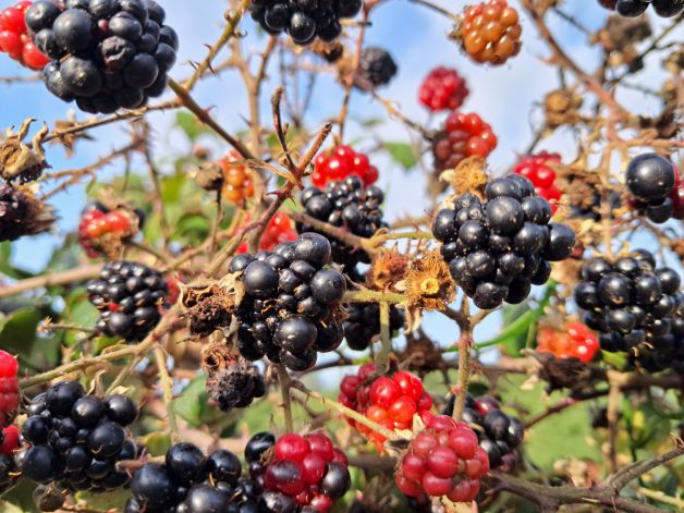 Agosto de moras