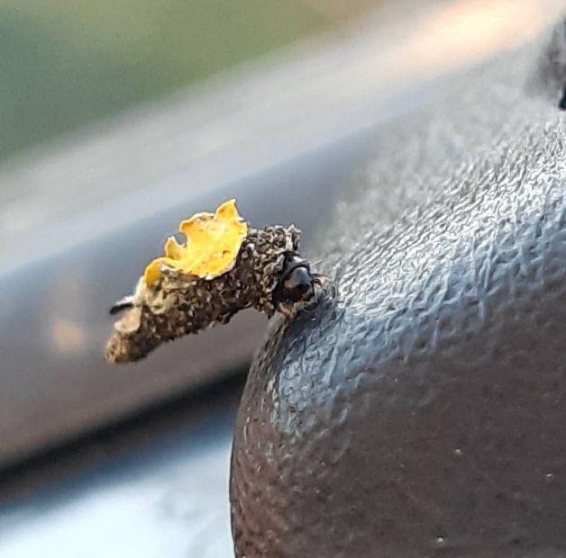 ¿Animal o un cereal?