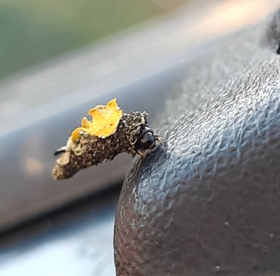 ¿Animal o un cereal?