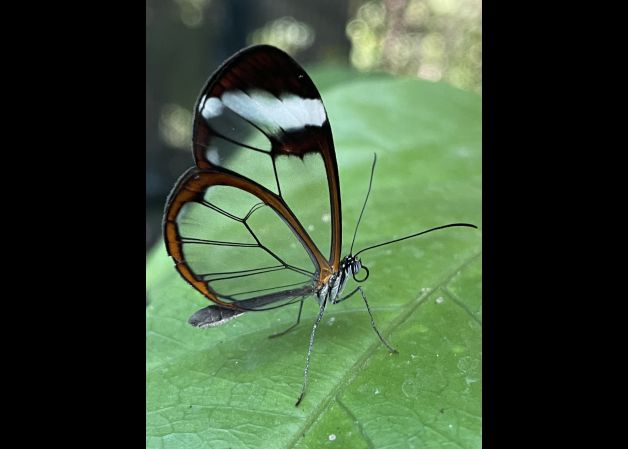 Apacible en su corta vida