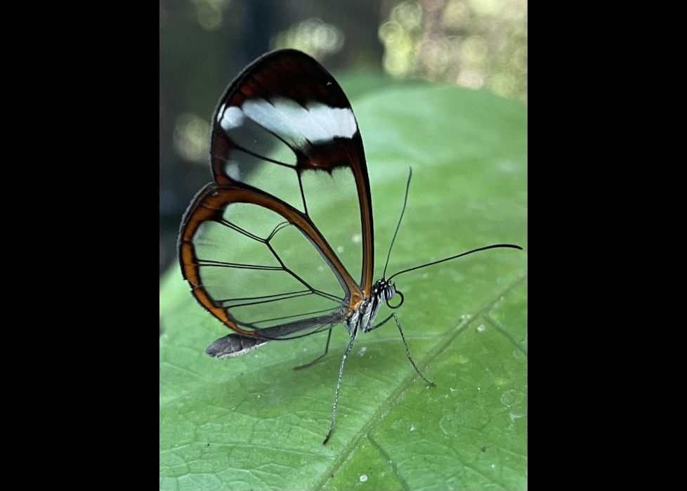 Apacible en su corta vida