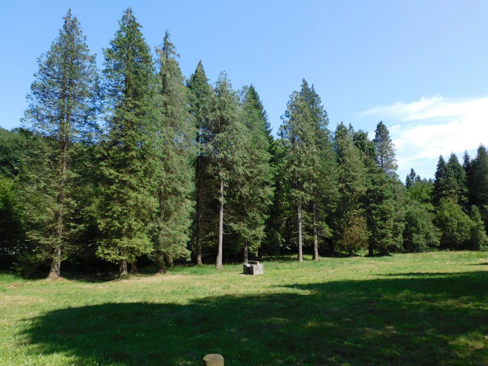 árboles flamígeros.