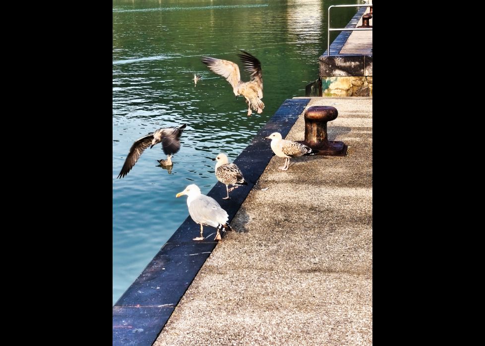 Aterriza como puedas