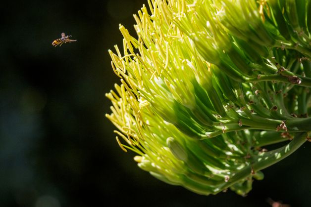Atracción asiática y americana.