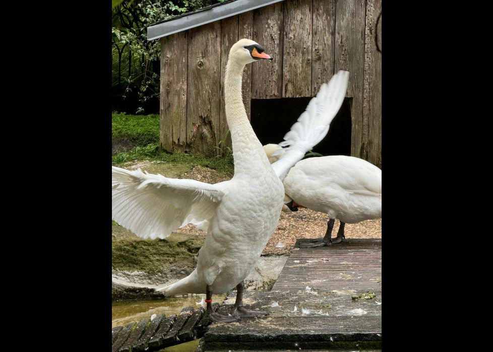 El baile de los cisnes 