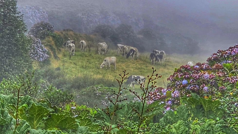 Bajo el frescor de la niebla
