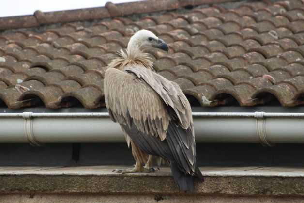 Biutre en Pasai Donibane