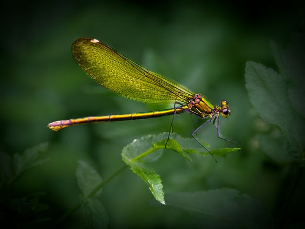 Caballito del Diablo