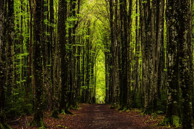 Caminos góticos de Belagua