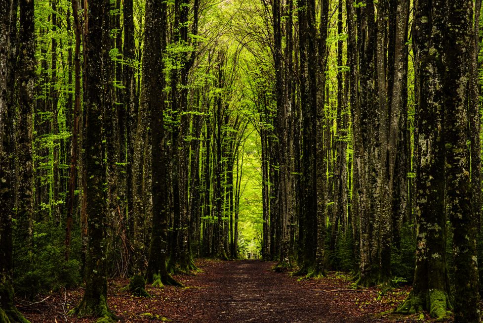 Caminos góticos de Belagua