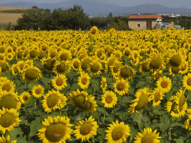 Campo de girasol
