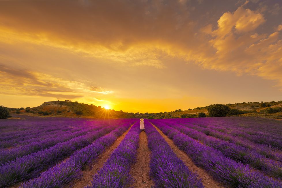 Campos de Lavanda