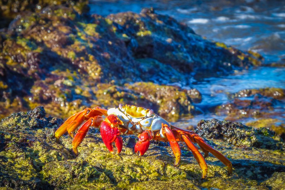 Cangrejo Rojo de las Islas Galapagos