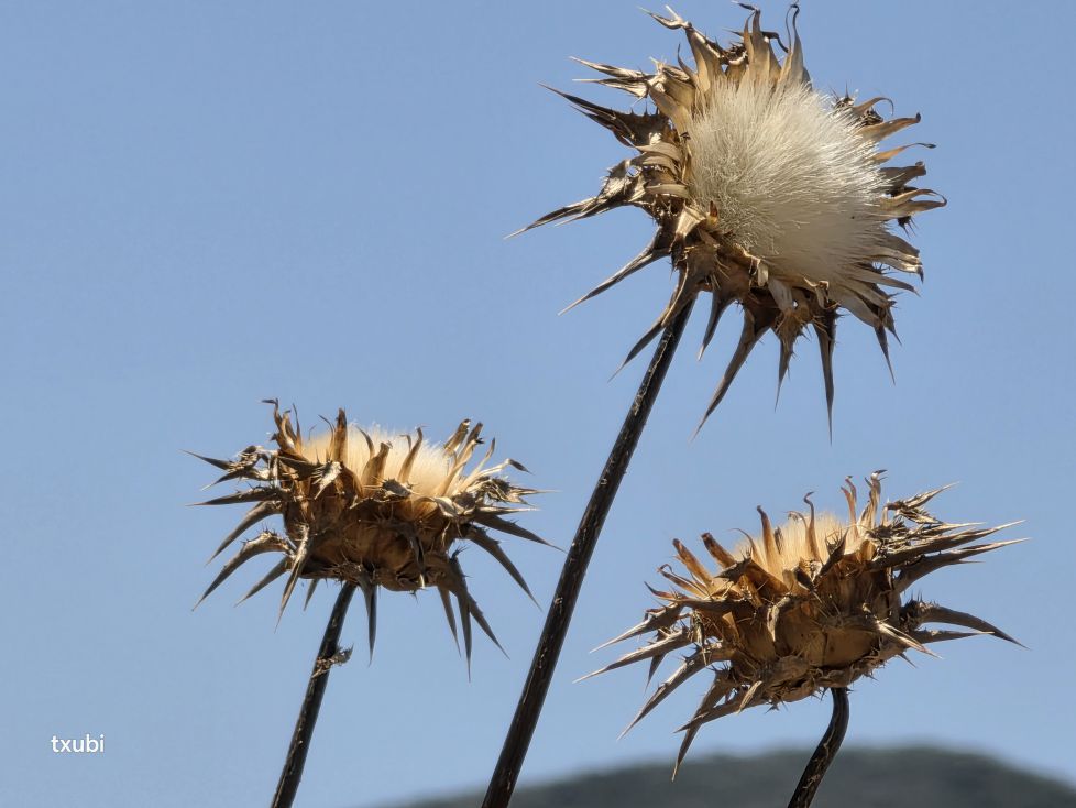Cardos al sol
