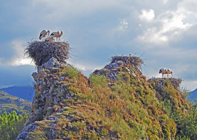 Cigüeñas con domicilio independiente.