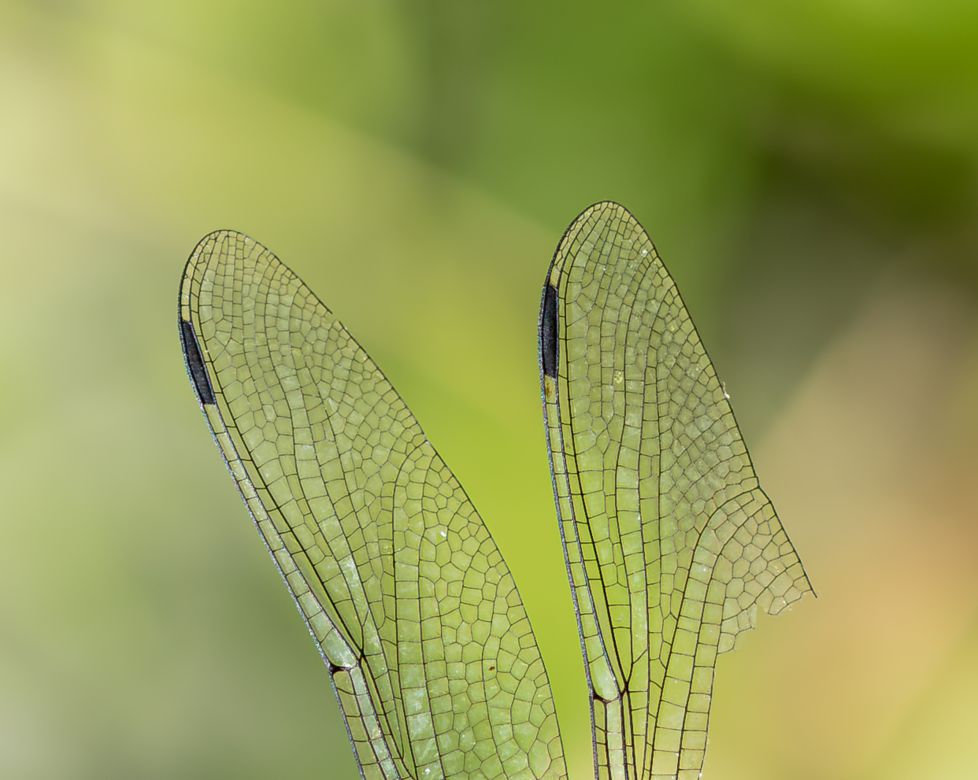 Cofrades de la Hermandad de la Naturaleza